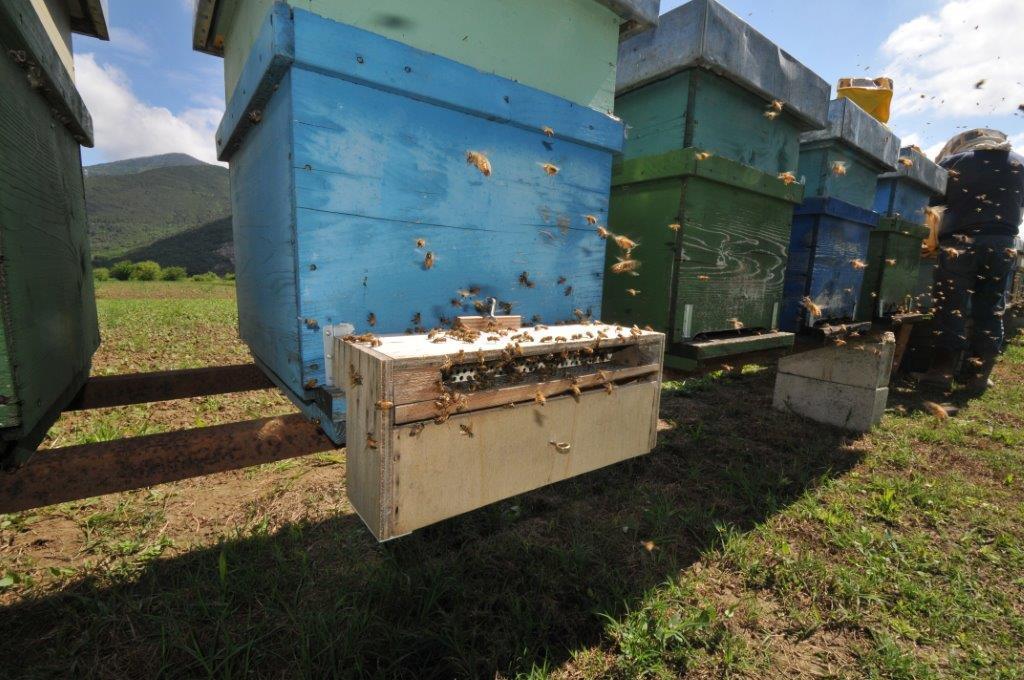 Il polline per le api e per l apicoltura Le qualità nutraceutiche evidenziate da vari Autori inquadrano il polline