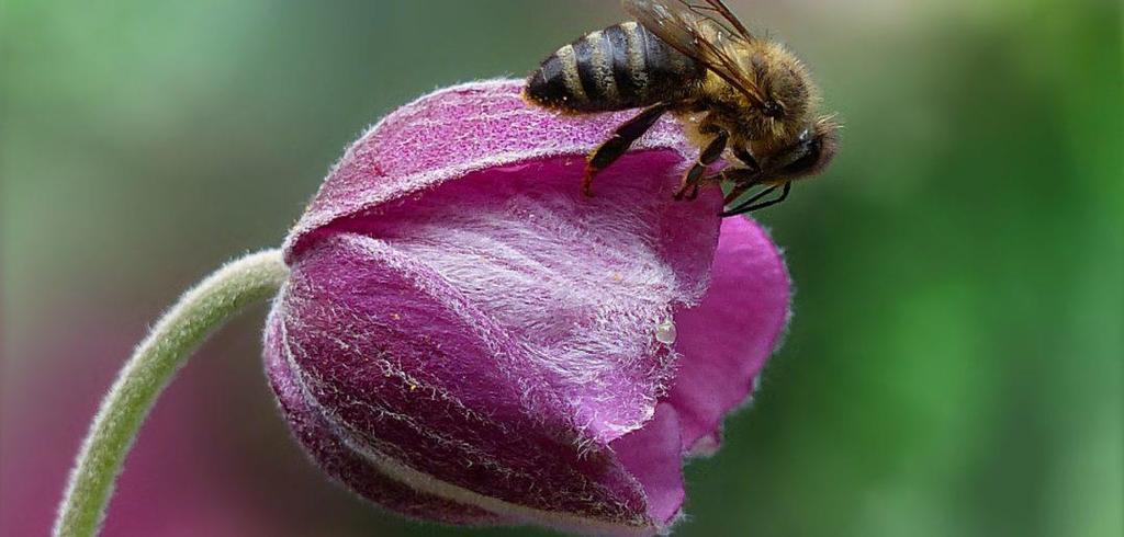 Consumo di polline contaminato da agrofarmaci: analisi del