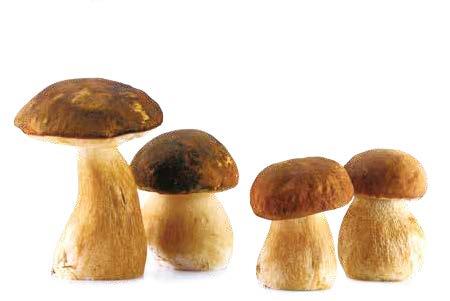 Speciali / Extra Essiccati - Dried Porcini Mushroom: Porcini Mushrooms