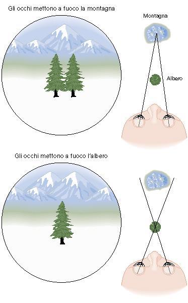 3. Sistema dei movimenti di vergenza Allinea gli occhi per consentire la fissazione degli oggetti a seconda della loro distanza dall osservatore Non movimenti coniugati degli occhi (come nei sistemi