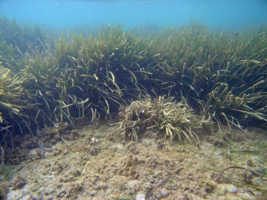 PROGETTI CHE POSSONO DANNEGGIARE L AMBIENTE Gestione delle spiagge - foglie morte di posidonia Opere sul demanio marittimo Ormeggi