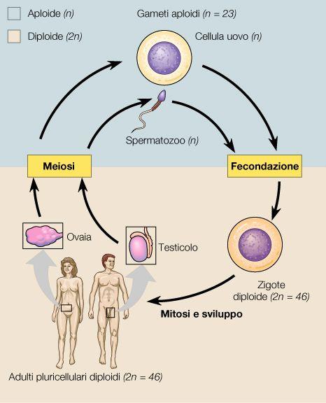 IL CICLO CELLULARE MEIOTICO - I gameti aploidi vengono prodotti per meiosi, a partire da cellule diploidi della linea germinale - Durante la fecondazione, l