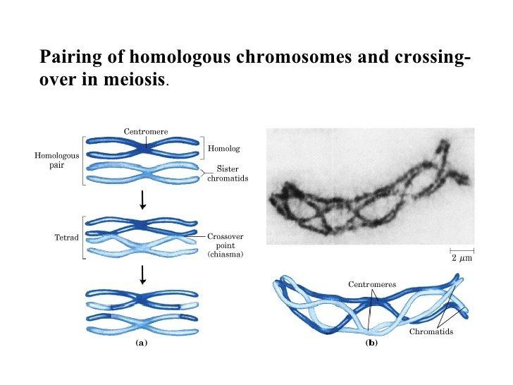 crossing over: i cromosomi omologhi si