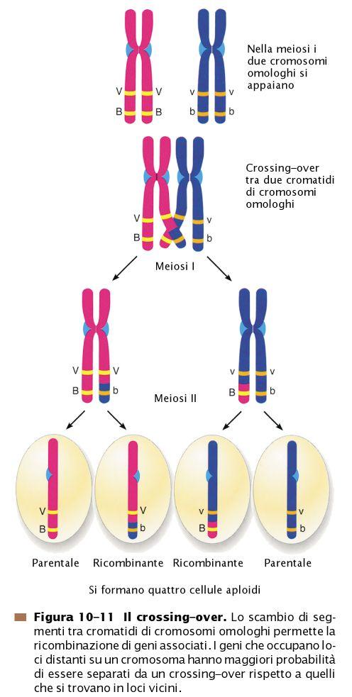 MEIOSI (CROSSING OVER) Durante la Profase della I divisione meiotica avviene il crossing
