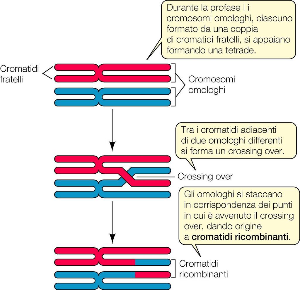 MEIOSI (CROSSING OVER) Durante la Profase della I divisione meiotica avviene il crossing