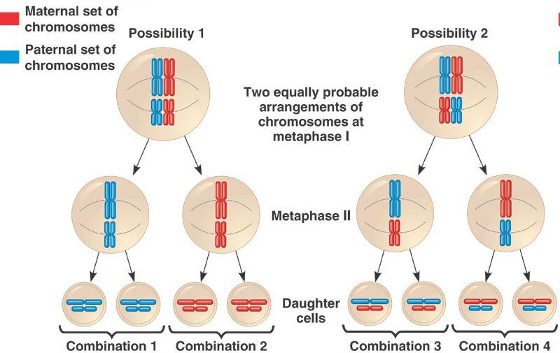 MEIOSI: ASSORTIMENTO INDIPENDENTE - Durante l anafase della I divisione meiotica avviene la separazione dei cromosomi omologhi, ciascuno formato da due cromatidi - Cromosomi diversi si
