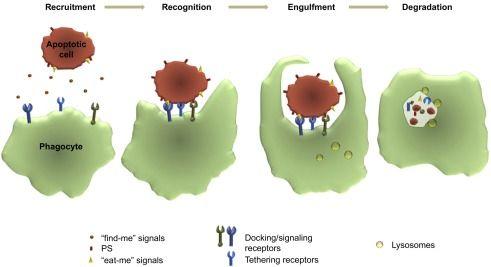 CAMBIAMENTI CELLULARI ASSOCIATI CON L APOPTOSI - Il nucleo si disgrega - La membrana si rompe e la cellula