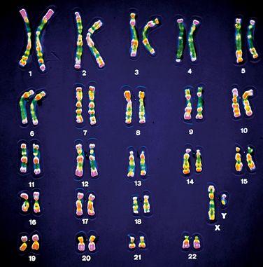 IL CARIOTIPO UMANO - N = numero di tipi di cromosomi omologhi - Nell uomo/donna N = 23-23 coppie di