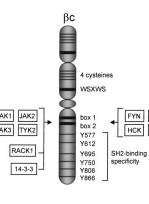 IL RECETTORE Catena α specifica per ogni citochina Catena β comune Geijsen N et al.