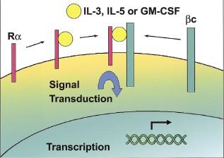 Guthridge M et al., Stem Cells, 1998 Martinez-Moczygemba Carr PD et al.