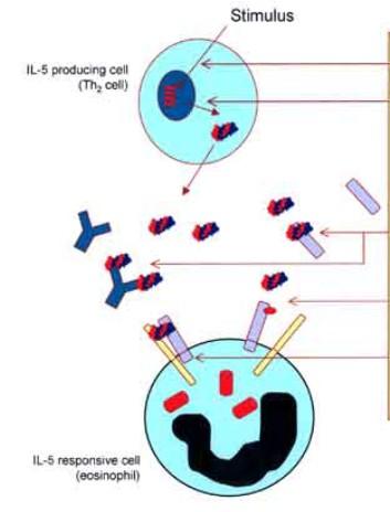 STRATEGIE PER INIBIRE L ATTIVITA DELL IL-5 PREVENIRE l ATTIVAZIONE IMMUNITARIA: immunomodulatori, citochine anti-infiammatorie INIBIRE L ESPRESSIONE DELL IL-5: oligonucleotidi antisenso, inibitori