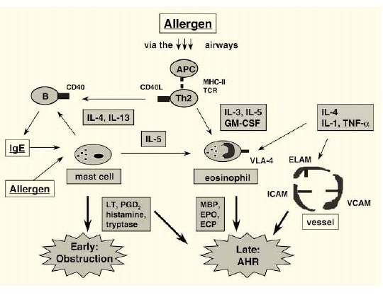 TH2, IL-5 e ASMA Hamelmann E and Gelfand EW, Immunol Rev, 2001 Nella patogenesi dell asma si verigica uno squilibrio (aumento) della risposta mediata dai TH2 che producono elelvati livelli di diversi