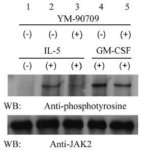 YM-90709: effetti sui pathways intracellulari Stimolando con IL-5 e somministrando YM90709 a dosi crescenti si ha una diminuzione della fosforilazione della JAK2 Morokata T et al.