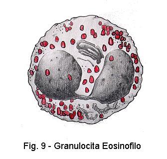 Gli eosinofili -Gli eosinofili sono cellule granulocitarie multifunzionali che contengono e producono numerose sostanze ad attività