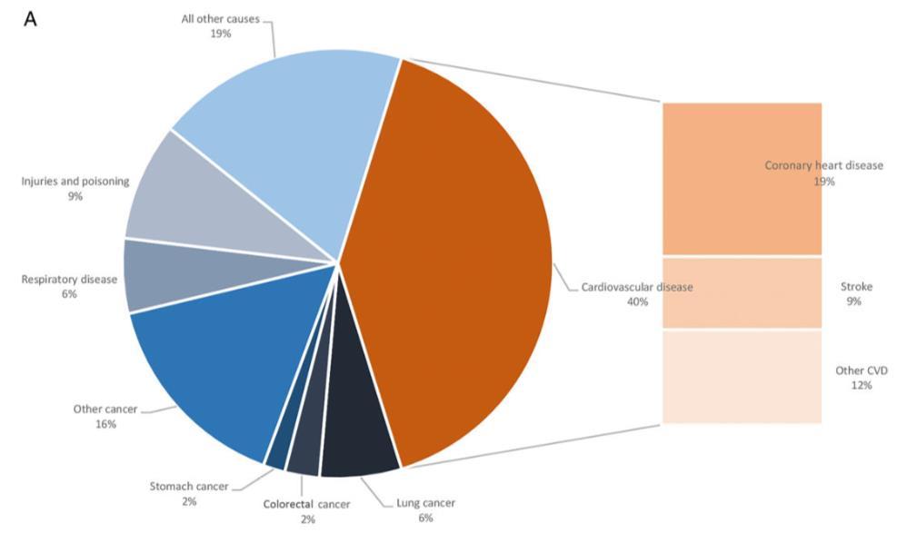 L aumento del rischio cardiovascolare UOMINI Proportion of all deaths due to major causes in