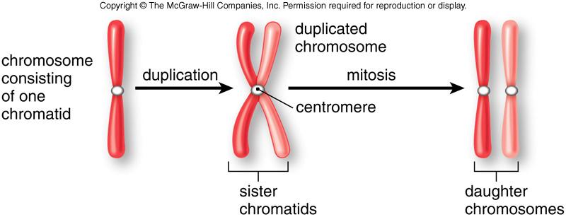 html Cromatidi I cromatidi sono le copie affiancate prodotte dalla replicazione (duplicazione) del DNA durante la fase S dell interfase.