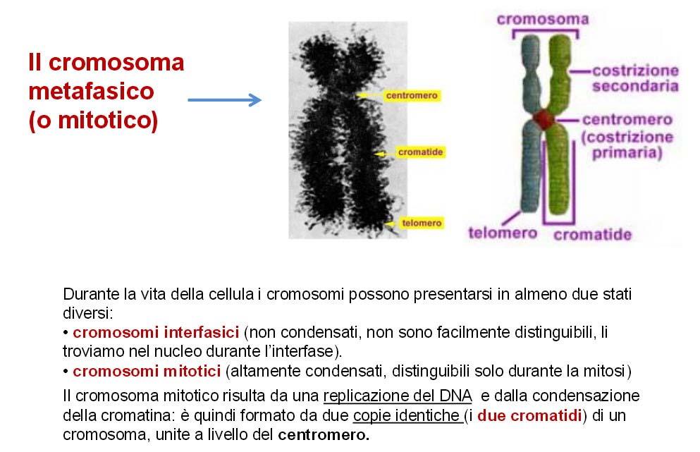 http://biologia.ilearn.unito.it/pluginfile.