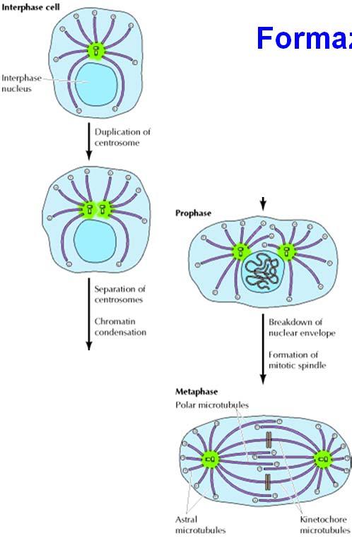 Formazione del fuso mitotico I centrioli e i centrosomi si duplicano durante l interfase.