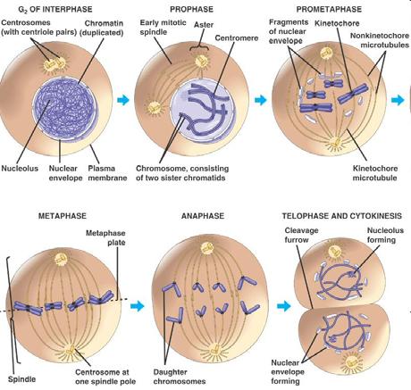 L involucro nucleare si disaggrega, e i microtubuli si riorganizzano per formare il fuso mitotico.