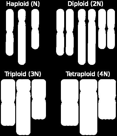 org/wikipedia/commons/thumb/ a/aa/haploid,_diploid_,triploid_and_tetraploid.svg/2000px Haploid,_diploid_,triploid_and_tetraploid.