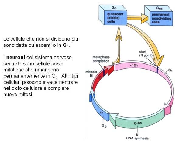 http://biologia.ilearn.unito.it/pluginfile.php/31640/mod_resource/content/0/lezioni/bc_a_19_nucleo_ciclo_cellulare_mitosi.