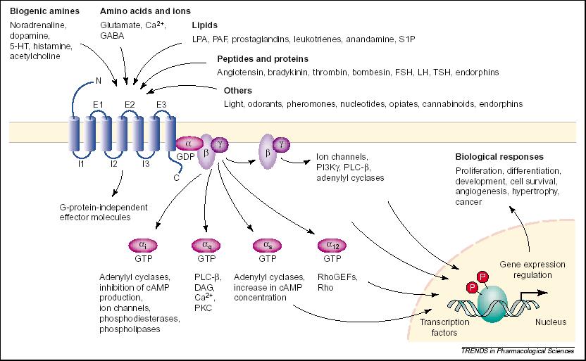 Amine biogene: Noradrenalina Dopamina Istamina Serotonina Acetilcolina SISTEMI EFFETTORI DEI RECETTORI ACCOPPIATI ALLE PROTEINE G Aminoacidi: Glutammato GABA Glicina Lipidi: Prostaglandine,