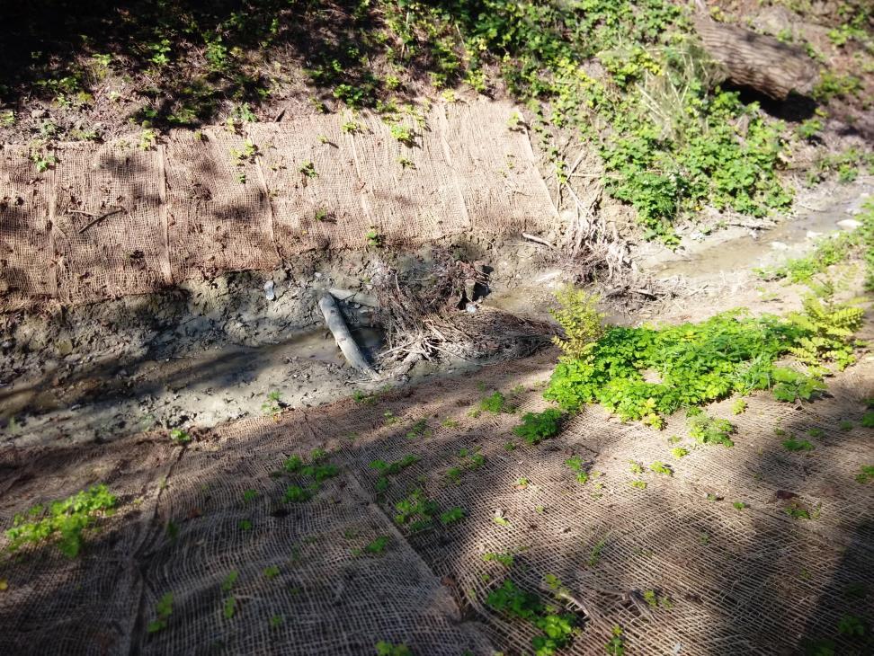 Figura 27 Il salto di fondo naturaliforme con radici esposte nell alveo del Rio