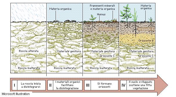 Fasi della formazione di un suolo I. Il basamento roccioso inizia a disintegrarsi per azione dei cicli di gelo e disgelo, della pioggia e di altri fattori ambientali II.