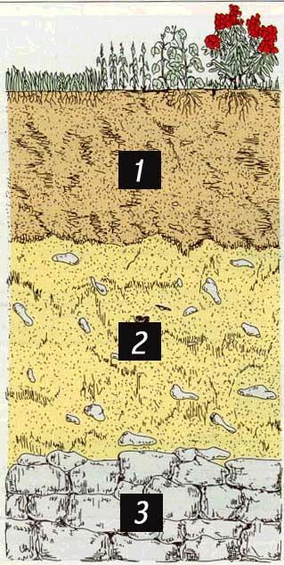 2. Pedogenesi Definizione e caratteristiche del suolo Il suolo è lo strato più superficiale della crosta terrestre E un insieme di sostanze organiche e minerali ( 50% del volume) E un sistema