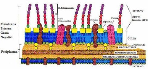 soprattutto peptidoglicano e acido teicoico - Gram-: