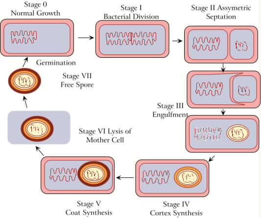 crescendo, il nucleo (spora) formando una doppia membrana III-IV-V) Le due membrane