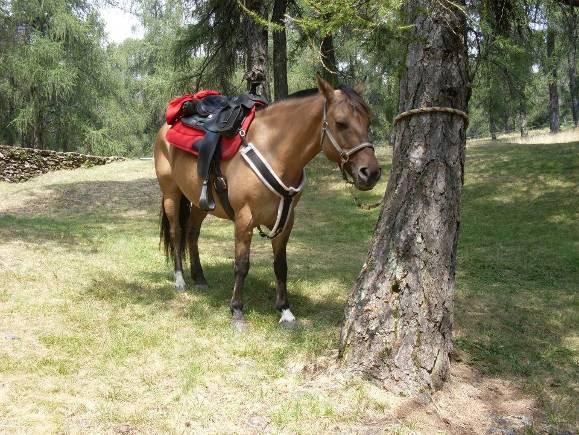 Allenamento cavalli ATTREZZATURA OBBLIGATORIA: La bardatura del cavallo Capezza e longhina Coperta in pile per cavallo Abbigliamento da montagna + impermeabile Finimenti e ferratura del proprio