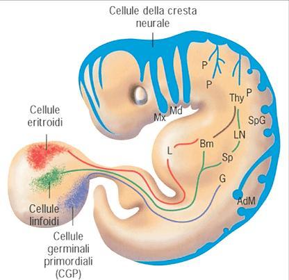 Linea