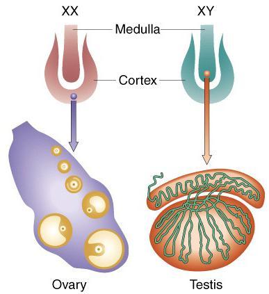 GAMETOGENESI GENERALITA Le cellule germinali primordiali (protogoni) migrano verso le gonadi in formazione I protogoni colonizzano sia lo strato periferico (cortex) che quello interno (medulla)