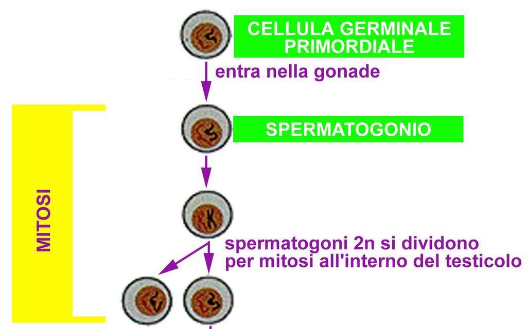 SPERMATOGENESI Fase