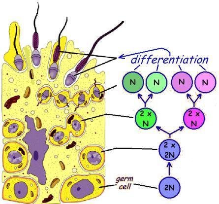 SPERMATOGENESI fase meiotica/fase differenziativa Spermatogoni mitosi Spermatociti