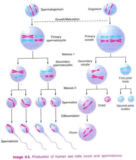 GAMETOGENESI Gameti e Linea Germinale GAMETI Appartengono alla