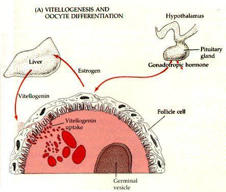 placchette vitelline Fegato vitellogenina cellule