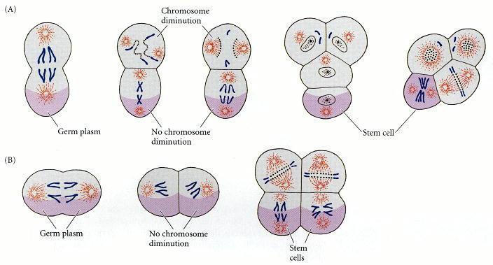 prima divisione due cellule con corredo cromosomico completo