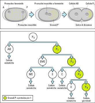 divisione dello zigote Le cellule germinali hanno origine