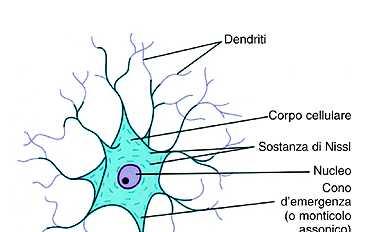 Le varie regioni del neurone sono provviste di differenti tipi di canali voltaggio-dipendenti Dendriti e corpo cellulare: scarsa densità canali voltaggiodipendenti per Na + e K + non generano PA Cono