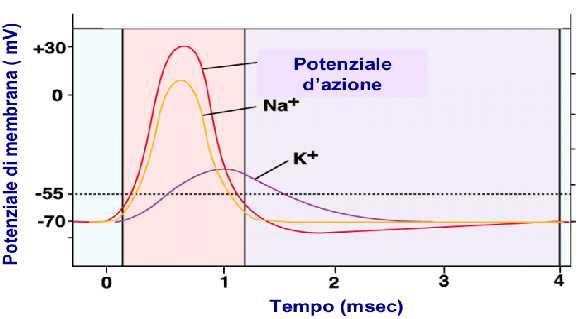Il PA dipende dall apertura in sequenza di canali voltaggio-dipendenti per Na + e K +.