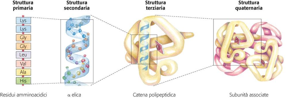 Struttura primaria È la sequenza aminoacidica della proteina a partire dall estremità N-terminale; è determinata dal codice genetico e si basa sul legame covalente fra gli