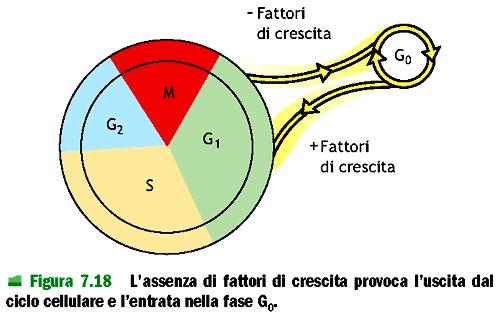 I fattori di crescita