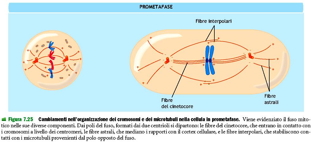 Prometafase Frammentazione membrana nucleare Fibre astrali che vanno dal polo verso il cortex per allungamento del fuso che viene trascinato verso la periferia Fibre cinetocore che si legano al