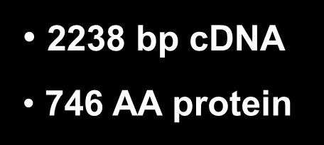 EXT1 11 esoni 1 11 2238 bp cdna 746 AA protein EXT2 15 esoni 70% di omologia 2 14 2154 bp cdna 718 AA protein Codificano per glicoproteine transmembrana ad attività