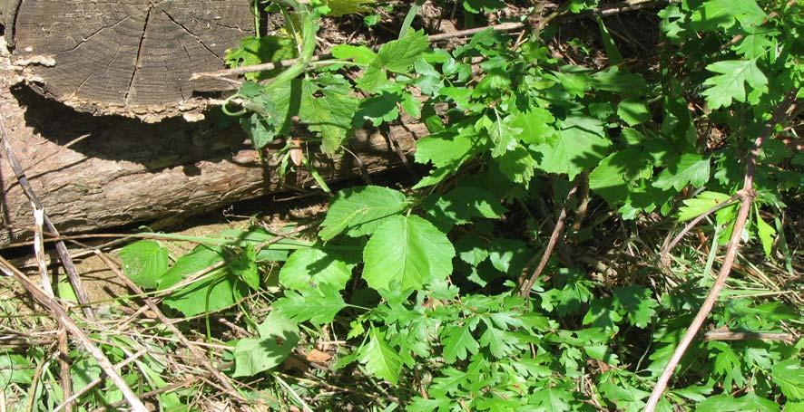 sambuco; in merito invece alla capacità di emettere radici avventizie sono risultate ottime il nocciolo, l evonimo, e i cornioli, mediamente idoneo il biancospino e non idoneo il prugnolo (Florineth,