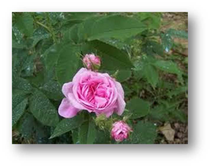 Altri ancora sostengono che non si tratti di una specie ma di un ibrido da qui la denominazione Rosa x damascena nata in Medio Oriente, probabilmente dall incrocio di una Rosa gallica con un altra