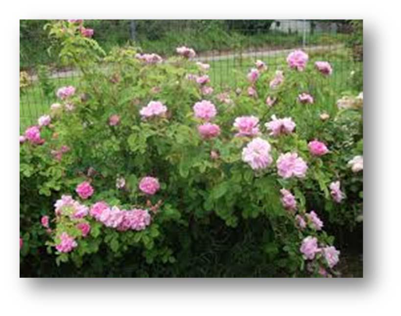 Le Rose damascene furono coltivate successivamente dai Greci e dai Romani Quest'antichissima rosa a fiori semi-doppi rosa pallido, profumatissimi fu molto apprezzata ed ammirata sin dall'epoca