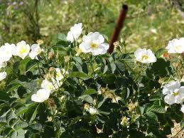 aree di coltivazione italiana delle rose e seppure la rosa fosse coltivata principalmente a scopo commerciale, è noto che a Roma, Pompei ed Ercolano, esistevano i rosaria giardini specializzati di